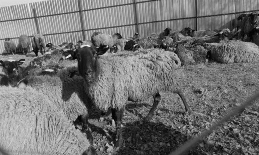 Фінал мордування стада овець голодом: у Тульчині живих тварин оселили у вольєрі на три тижні / Новости Винницы и области / Інформаційний портал На Париже Новини Вінниці / Фінал мордування стада овець голодом: у Тульчині живих тварин оселили у вольєрі на три тижні