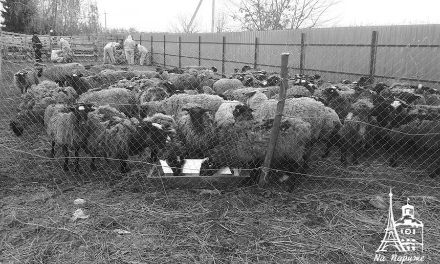 Чи здорові дніпропетровські вівці, які перебували у «митному полоні» та відновлюються на Вінниччині, буде відомо за 5-7 днів / Новости Винницы и области / Інформаційний портал На Париже Новини Вінниці / Чи здорові дніпропетровські вівці, які перебували у «митному полоні» та відновлюються на Вінниччині, буде відомо за 5-7 днів