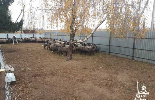Новини Вінниці / Чи здорові дніпропетровські вівці, які перебували у «митному полоні» та відновлюються на Вінниччині, буде відомо за 5-7 днів