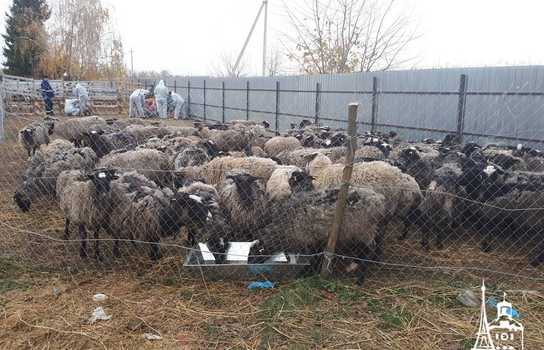 Новини Вінниці / Чи здорові дніпропетровські вівці, які перебували у «митному полоні» та відновлюються на Вінниччині, буде відомо за 5-7 днів