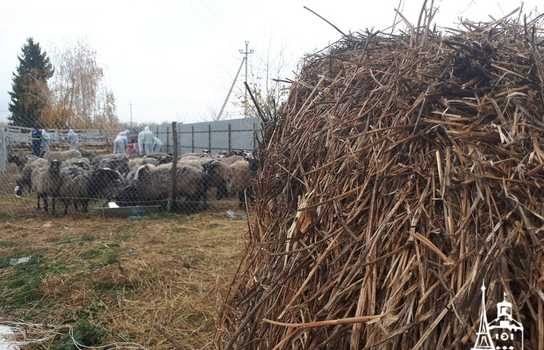 Новини Вінниці / Чи здорові дніпропетровські вівці, які перебували у «митному полоні» та відновлюються на Вінниччині, буде відомо за 5-7 днів