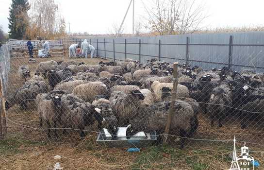 Новини Вінниці / Чи здорові дніпропетровські вівці, які перебували у «митному полоні» та відновлюються на Вінниччині, буде відомо за 5-7 днів