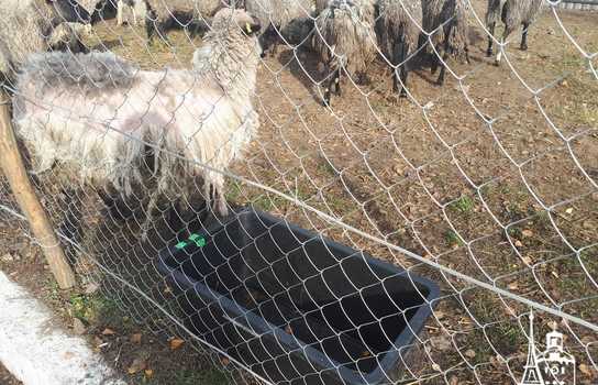 Новини Вінниці / Чи здорові дніпропетровські вівці, які перебували у «митному полоні» та відновлюються на Вінниччині, буде відомо за 5-7 днів