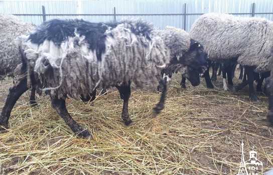 Новини Вінниці / Чи здорові дніпропетровські вівці, які перебували у «митному полоні» та відновлюються на Вінниччині, буде відомо за 5-7 днів