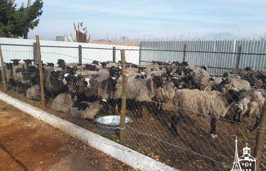 Новини Вінниці / Чи здорові дніпропетровські вівці, які перебували у «митному полоні» та відновлюються на Вінниччині, буде відомо за 5-7 днів