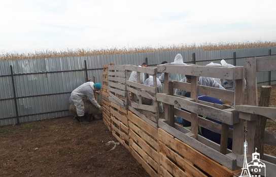 Новини Вінниці / Чи здорові дніпропетровські вівці, які перебували у «митному полоні» та відновлюються на Вінниччині, буде відомо за 5-7 днів