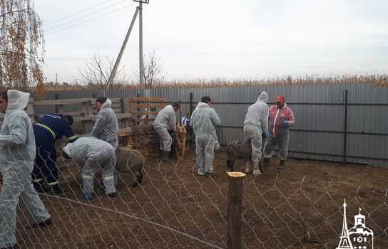 Новини Вінниці / Чи здорові дніпропетровські вівці, які перебували у «митному полоні» та відновлюються на Вінниччині, буде відомо за 5-7 днів