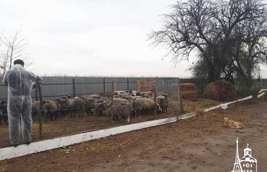 Новини Вінниці / Чи здорові дніпропетровські вівці, які перебували у «митному полоні» та відновлюються на Вінниччині, буде відомо за 5-7 днів