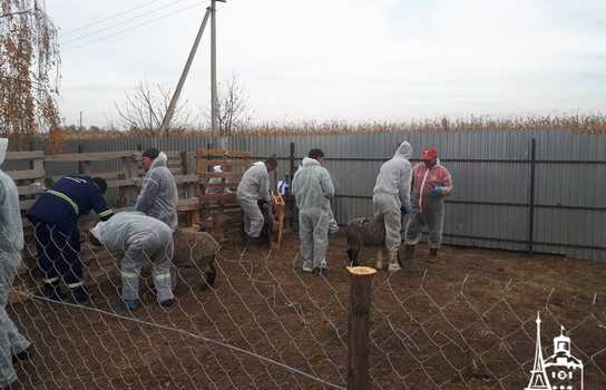 Новини Вінниці / Чи здорові дніпропетровські вівці, які перебували у «митному полоні» та відновлюються на Вінниччині, буде відомо за 5-7 днів