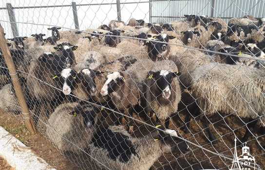 Новини Вінниці / Чи здорові дніпропетровські вівці, які перебували у «митному полоні» та відновлюються на Вінниччині, буде відомо за 5-7 днів