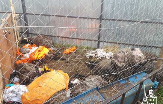 Новини Вінниці / Чи здорові дніпропетровські вівці, які перебували у «митному полоні» та відновлюються на Вінниччині, буде відомо за 5-7 днів