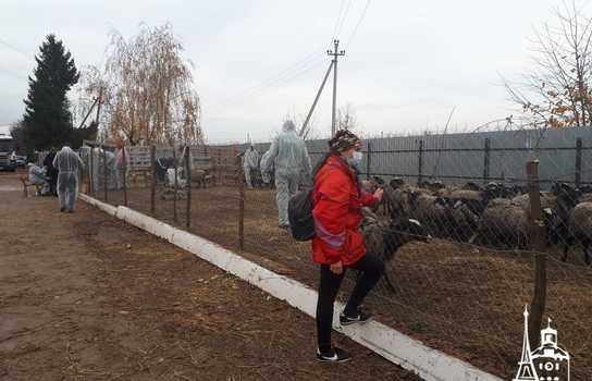 Новини Вінниці / Чи здорові дніпропетровські вівці, які перебували у «митному полоні» та відновлюються на Вінниччині, буде відомо за 5-7 днів