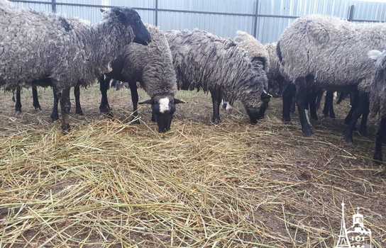 Новини Вінниці / Чи здорові дніпропетровські вівці, які перебували у «митному полоні» та відновлюються на Вінниччині, буде відомо за 5-7 днів