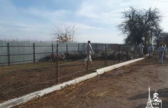 Новини Вінниці / Чи здорові дніпропетровські вівці, які перебували у «митному полоні» та відновлюються на Вінниччині, буде відомо за 5-7 днів