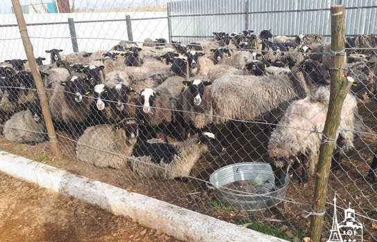 Новини Вінниці / Чи здорові дніпропетровські вівці, які перебували у «митному полоні» та відновлюються на Вінниччині, буде відомо за 5-7 днів