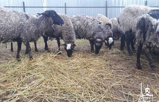 Новини Вінниці / Чи здорові дніпропетровські вівці, які перебували у «митному полоні» та відновлюються на Вінниччині, буде відомо за 5-7 днів