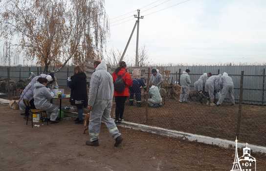 Новини Вінниці / Чи здорові дніпропетровські вівці, які перебували у «митному полоні» та відновлюються на Вінниччині, буде відомо за 5-7 днів
