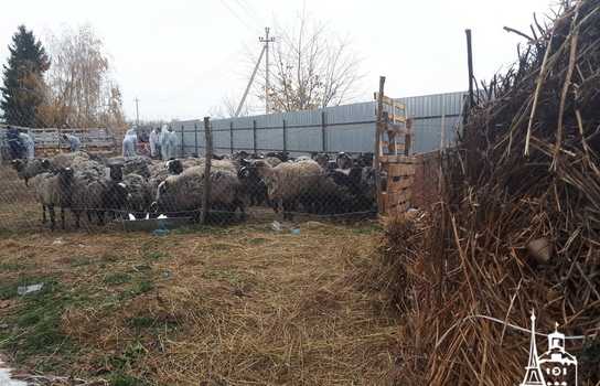 Новини Вінниці / Чи здорові дніпропетровські вівці, які перебували у «митному полоні» та відновлюються на Вінниччині, буде відомо за 5-7 днів