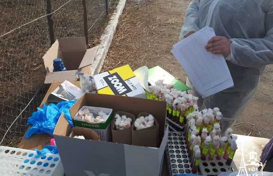 Новини Вінниці / Чи здорові дніпропетровські вівці, які перебували у «митному полоні» та відновлюються на Вінниччині, буде відомо за 5-7 днів