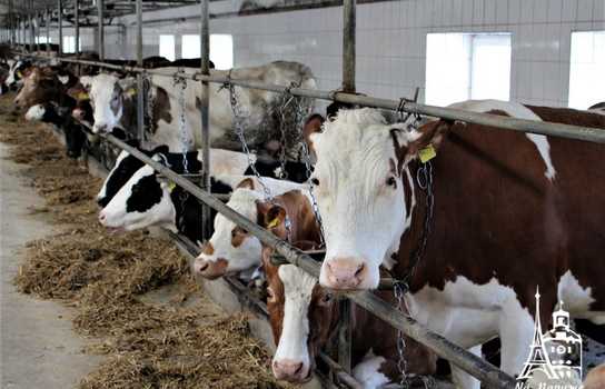 Новини Вінниці / На Вінниччині запрацював новий сучасний молокопереробний комплекс європейського зразка «Villa Milk»(ФОТО)