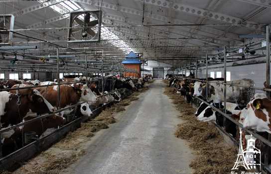 Новини Вінниці / На Вінниччині запрацював новий сучасний молокопереробний комплекс європейського зразка «Villa Milk»(ФОТО)