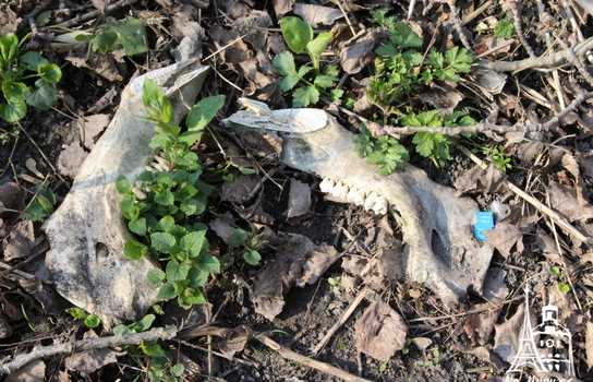 Новини Вінниці / «Добре, що хоч сексом тут займаються безпечним»: купи сміття, шприців та презервативів зібрали у Вінниці над маленькою річкою (ФОТО, ВІДЕО)