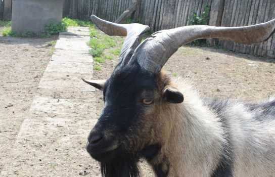 Новини Вінниці / Понад 1200 дітей у Вінниці безплатно запросили на свято до зоопарку (ФОТО)