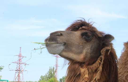 Новини Вінниці / Понад 1200 дітей у Вінниці безплатно запросили на свято до зоопарку (ФОТО)