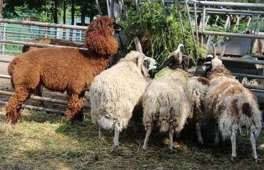 Новини Вінниці / Понад 1200 дітей у Вінниці безплатно запросили на свято до зоопарку (ФОТО)