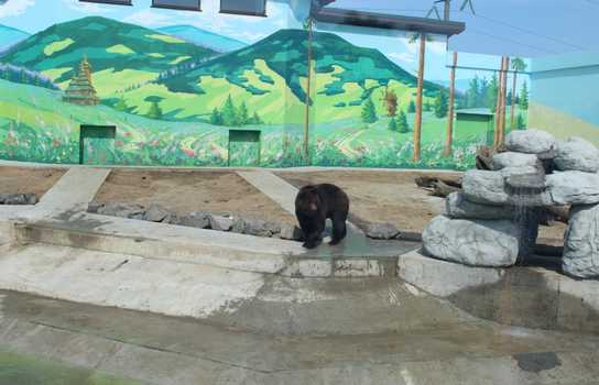 Новини Вінниці / Понад 1200 дітей у Вінниці безплатно запросили на свято до зоопарку (ФОТО)