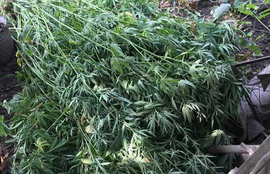 Новини Вінниці / Коноплю у теплиці вирощував житель Ямпільского району на Вінниччині (ФОТО, ВІДЕО)