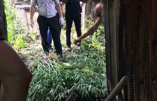 Новини Вінниці / Коноплю у теплиці вирощував житель Ямпільского району на Вінниччині (ФОТО, ВІДЕО)