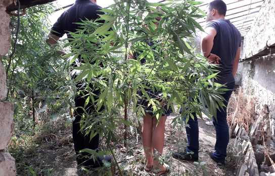 Новини Вінниці / Коноплю у теплиці вирощував житель Ямпільского району на Вінниччині (ФОТО, ВІДЕО)