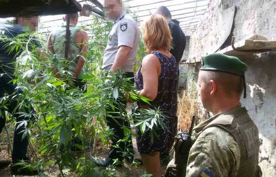 Новини Вінниці / Коноплю у теплиці вирощував житель Ямпільского району на Вінниччині (ФОТО, ВІДЕО)