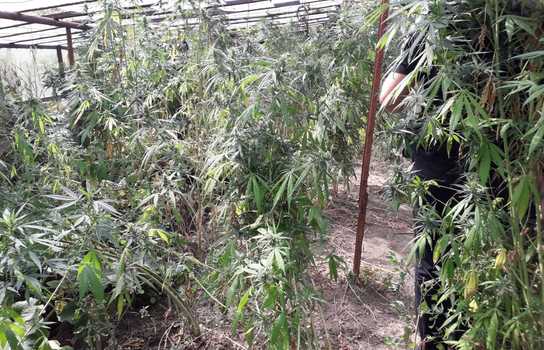 Новини Вінниці / Коноплю у теплиці вирощував житель Ямпільского району на Вінниччині (ФОТО, ВІДЕО)