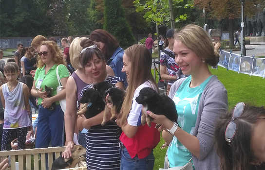 Новини Вінниці / Хвіст-фест у Вінниці: містянам запропонували взяти додому маленьких пухнастиків (ФОТО, ВІДЕО)