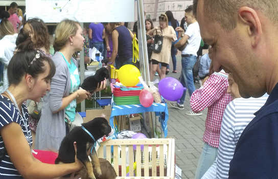 Новини Вінниці / Хвіст-фест у Вінниці: містянам запропонували взяти додому маленьких пухнастиків (ФОТО, ВІДЕО)