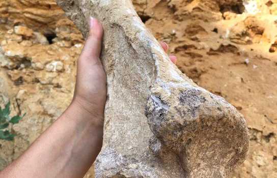 Новини Вінниці / Село на Вінниччині має шанс стати центром тяжіння для любителів носорогів (ФОТО)