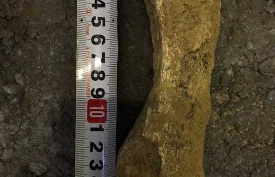 Новини Вінниці / Село на Вінниччині має шанс стати центром тяжіння для любителів носорогів (ФОТО)