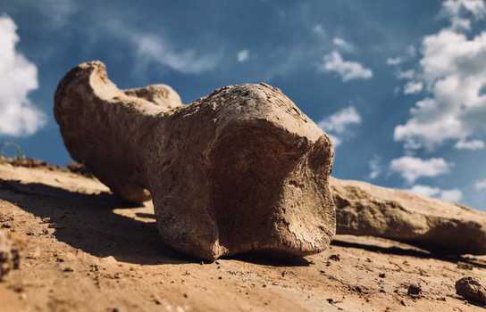 Новини Вінниці / Село на Вінниччині має шанс стати центром тяжіння для любителів носорогів (ФОТО)