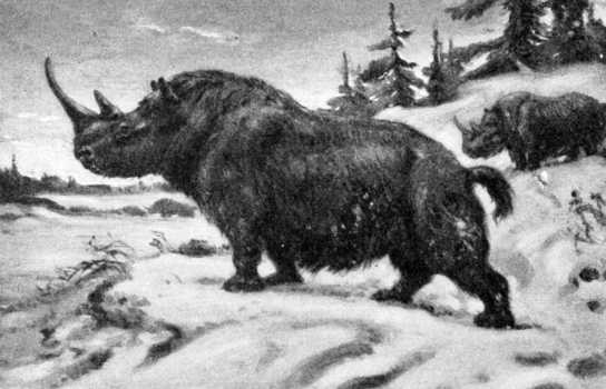 Новини Вінниці / Село на Вінниччині має шанс стати центром тяжіння для любителів носорогів (ФОТО)