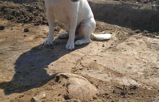 Новини Вінниці / На Вінниччині розкопують давній курган, де знайшли залишки тризни (ФОТО, ВІДЕО)