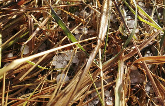 Новини Вінниці / На Вінниччині випав град. Синоптики прогнозують дощовий тиждень (ФОТО)