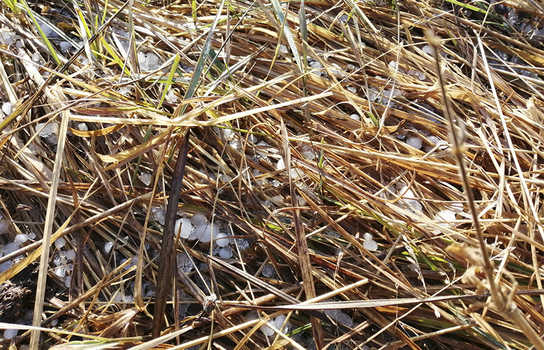 Новини Вінниці / На Вінниччині випав град. Синоптики прогнозують дощовий тиждень (ФОТО)