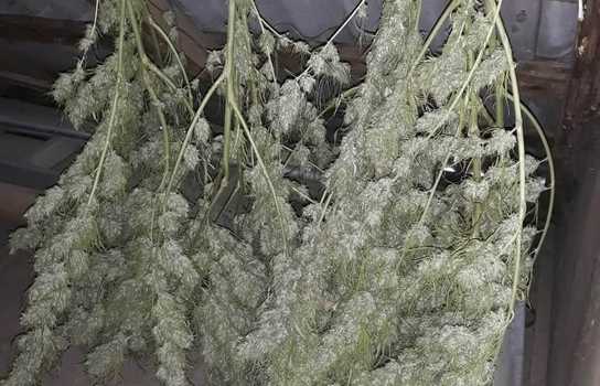 Новини Вінниці / Трьохмісячна операція з пошуку наркоділків на Вінниччині привела до трійці озброєних чоловіків (ФОТО, ВІДЕО)