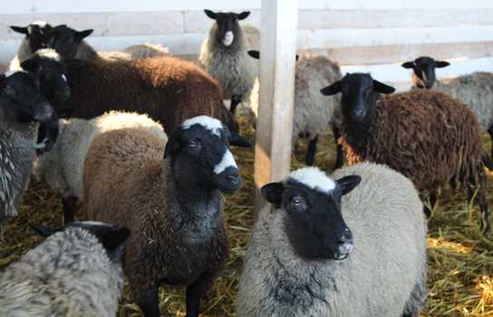 Новини Вінниці / Тротуари в Іллінцях на Вінниччині викладуть плиткою, виготовленою зі сміття (ФОТО)