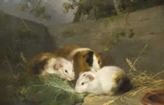 Новини Вінниці / Митець з Вінниці зробив «тематичну» підбірку картин зі щурами