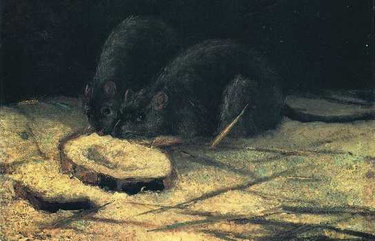 Новини Вінниці / Митець з Вінниці зробив «тематичну» підбірку картин зі щурами