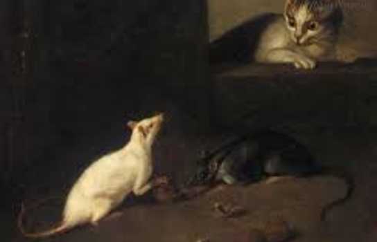 Новини Вінниці / Митець з Вінниці зробив «тематичну» підбірку картин зі щурами