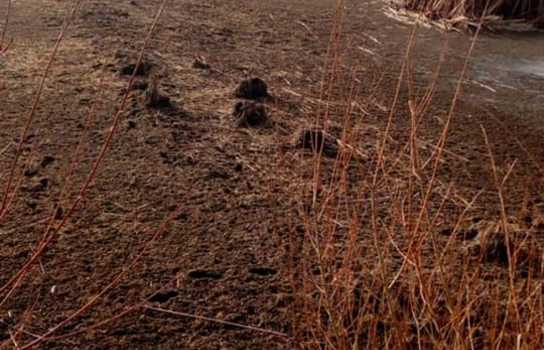 Новини Вінниці / «Такого нахабства ще не бачили»: у Барському районі на Вінниччині невідомі спустили орендований ставок і виловили всю рибу (ФОТО)